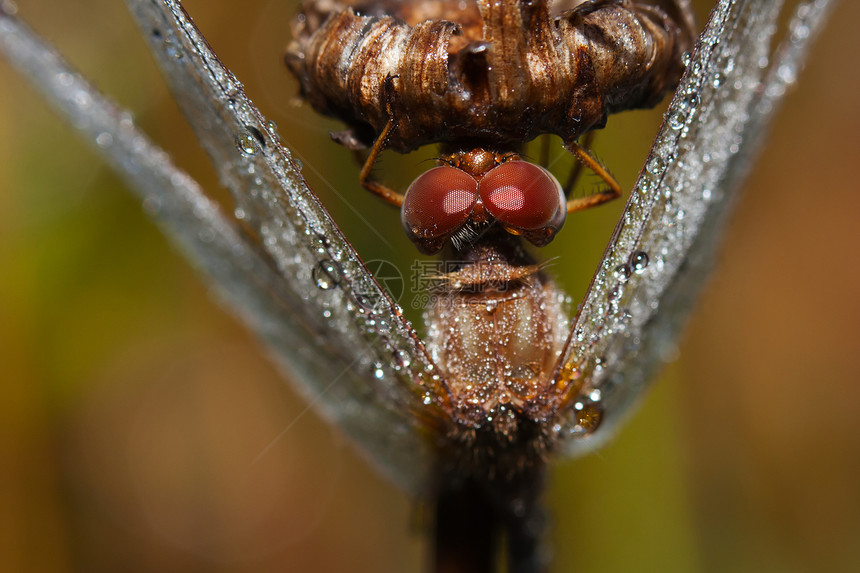 近距离接近一条普通飞镖生活植物蜻蜓叶子眼睛野生动物宏观翅膀昆虫身体图片
