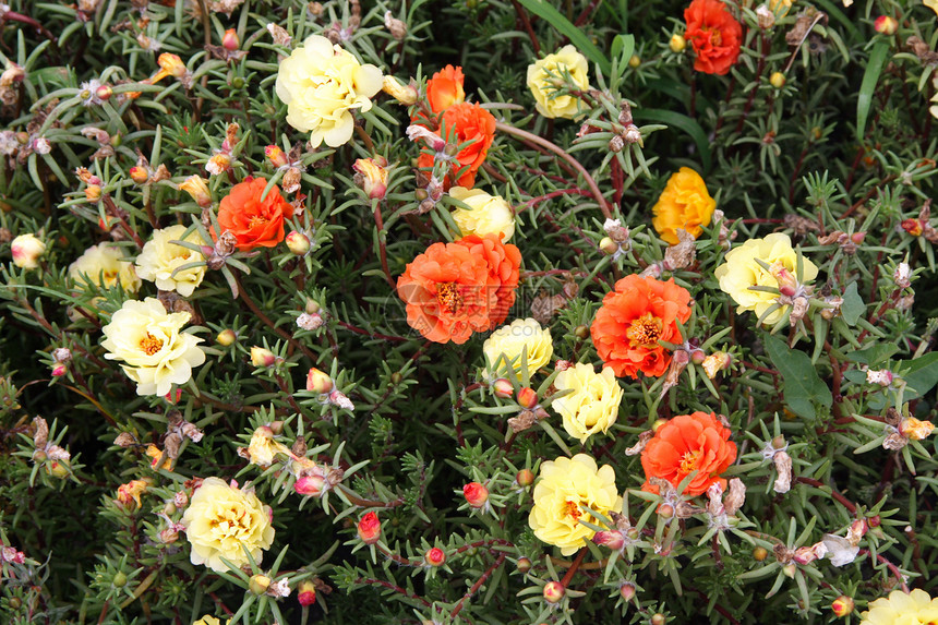 许多明花植物学植物群生活季节花瓣场地墙纸公园草地晴天图片