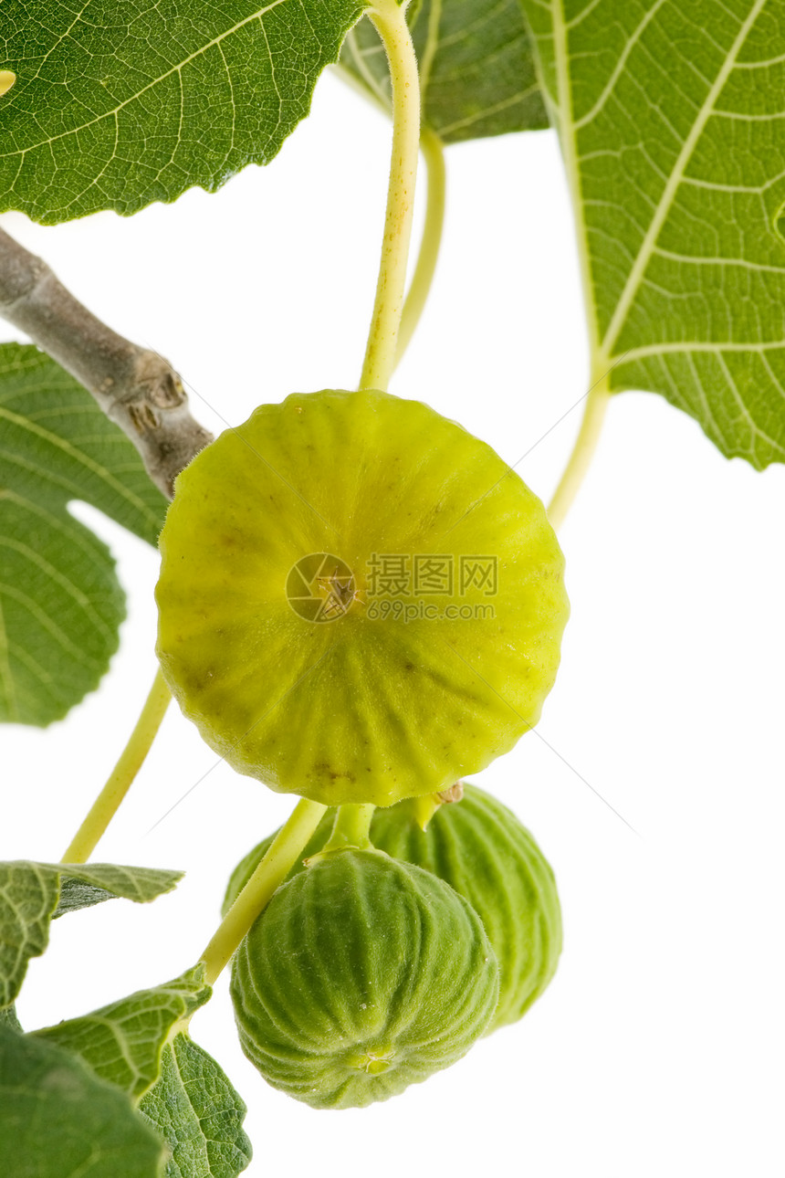 新鲜无花果绿色生态农业维生素食物甜点季节水果浆果植物图片