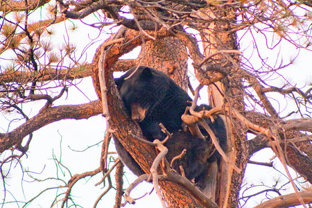 树中的熊树木动物背景图片
