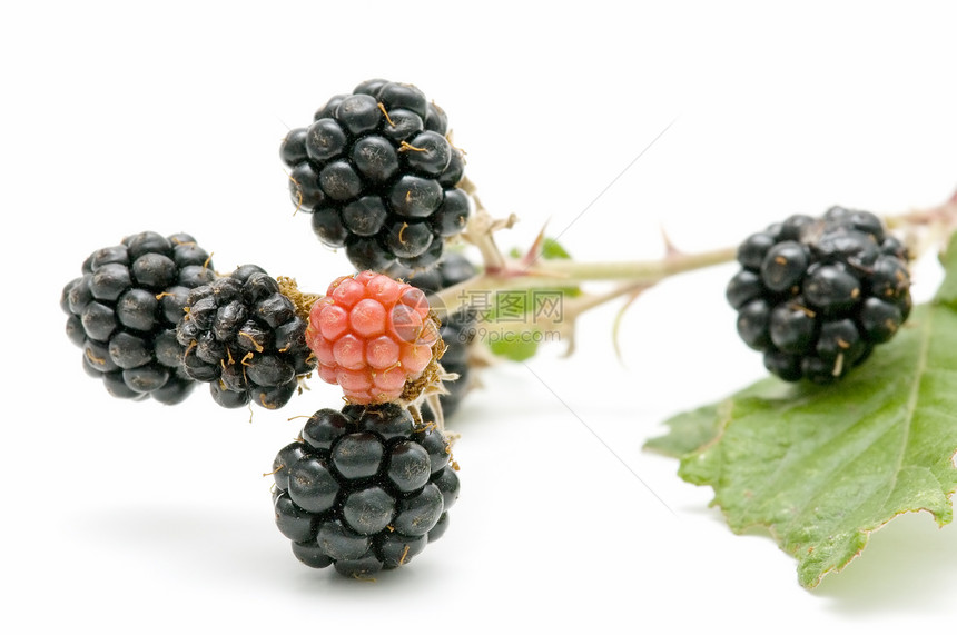 黑莓甜点烹饪果汁宏观荆棘团体水果食物营养香气图片