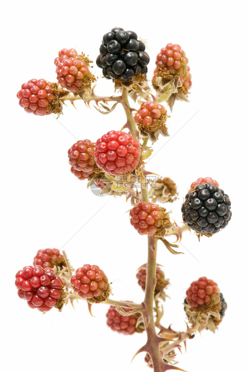 黑莓果汁食物营养花园荆棘香气浆果小吃叶子甜点图片