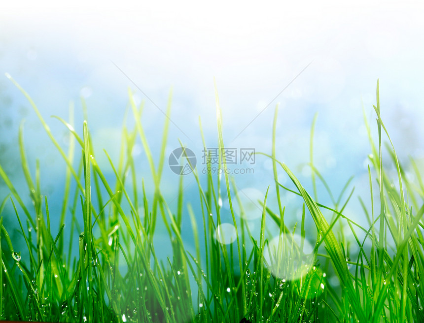 软模糊绿草背景阳光叶子场地植物群活力绿色天空草地农场太阳图片