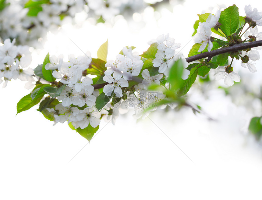 花朵中的樱桃树枝图片