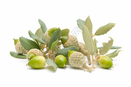 橡橡果干果宏观水果绿色木头营养植被白色食物背景图片
