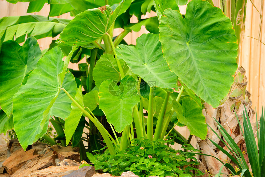 大象耳谷厂热带灌木植物群花园草本植物叶子图片