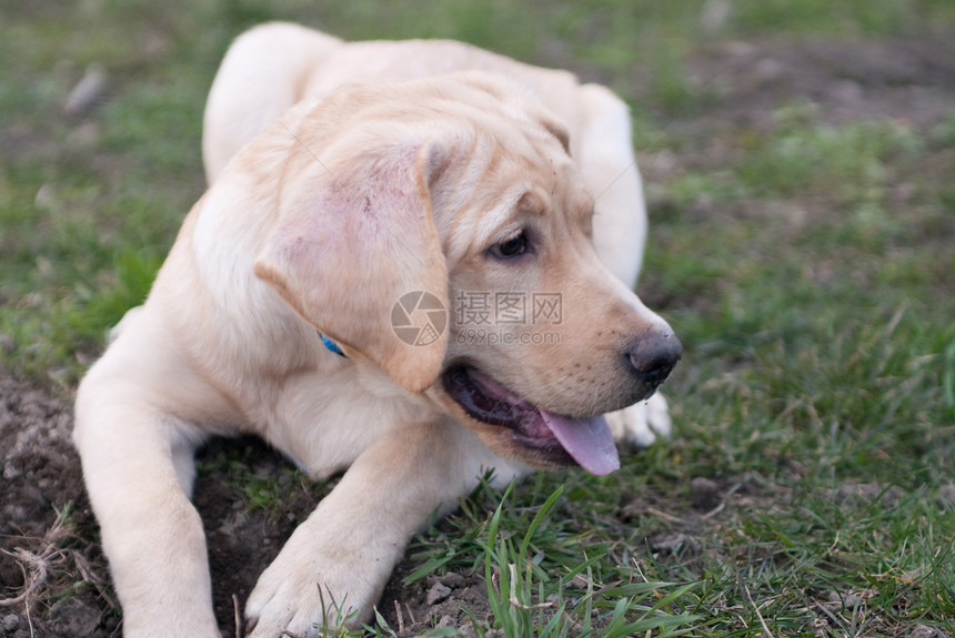 小狗动物舌头猎犬犬类花园宠物伴侣游戏公园毛皮图片