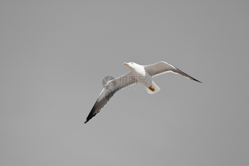 飞行海鸥海鸟地平线动物天空羽毛航班自由翅膀成功力量图片
