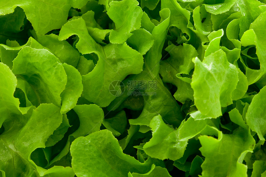 沙拉背景蔬菜食物素食绿色农业饮食图片