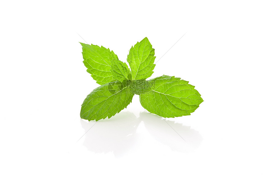 白色背景的薄粉胡椒治疗香气草本植物康复草药叶子香料薄荷味道图片