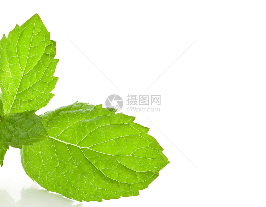 白色背景的薄粉胡椒叶子味道康复治疗草本植物香料薄荷草药香气图片