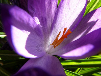 紫色 iris淡紫色阳光鸢尾花植物群背景图片