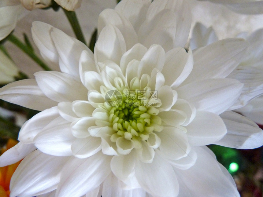 白菊花植物白色雏菊植物群活力图片