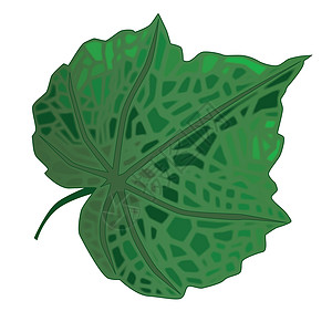 叶子艺术品绘画植被插图绿色白色艺术背景图片