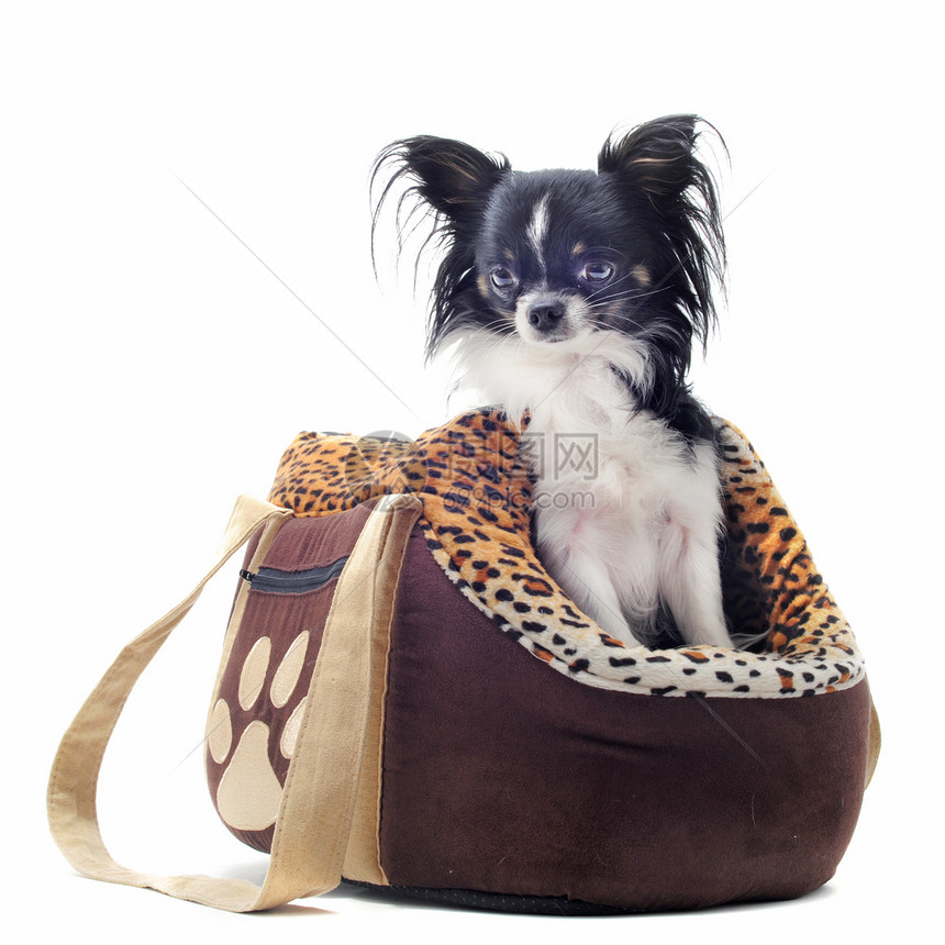 旅行袋和吉娃娃车运输棕色小狗旅行宠物篮子工作室毛皮黑色动物图片