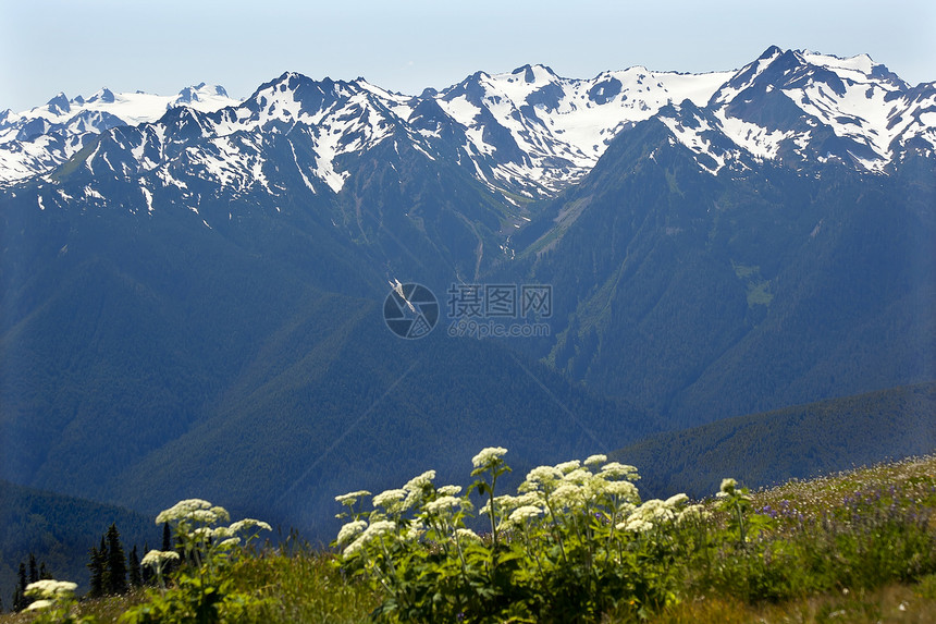 雪山飓风岭奥林匹克国家公园华盛顿公吨国家岩石高山风景旅行野花首脑远景顶峰图片