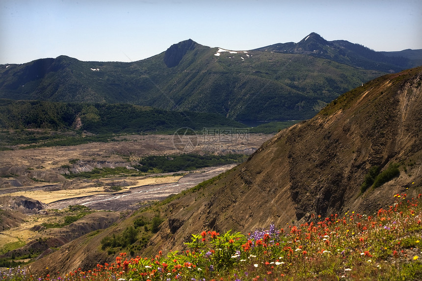 圣海伦斯山(圣赫勒拿国家公园)野花碎片田地图片