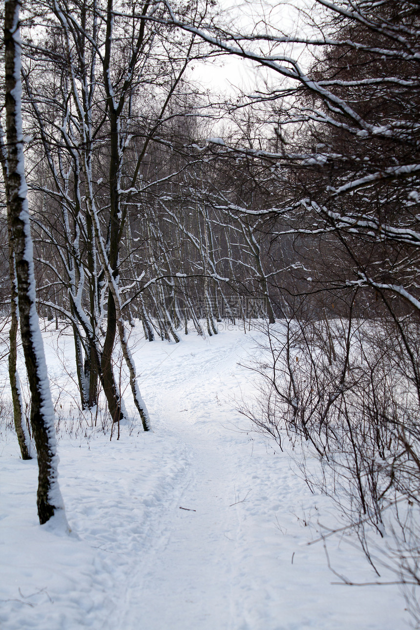 冬季森林冻结日光树木气候松树抛光季节天气季节性风景图片