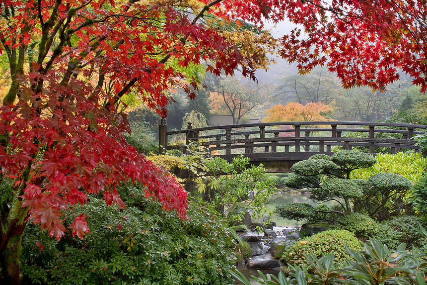 秋天大桥旁的日本绿树图片