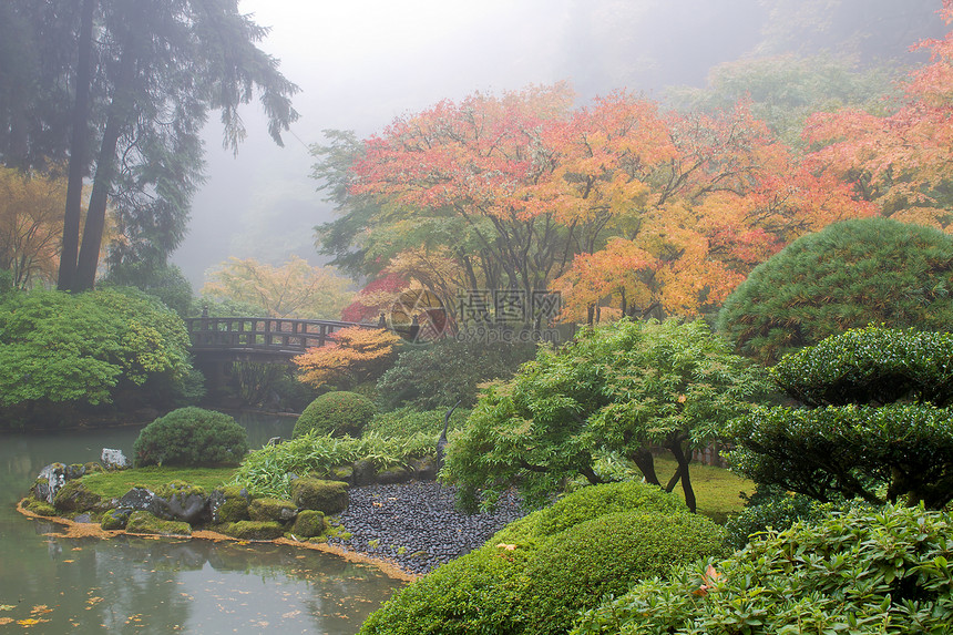 福吉早晨在日本花园的池塘旁图片