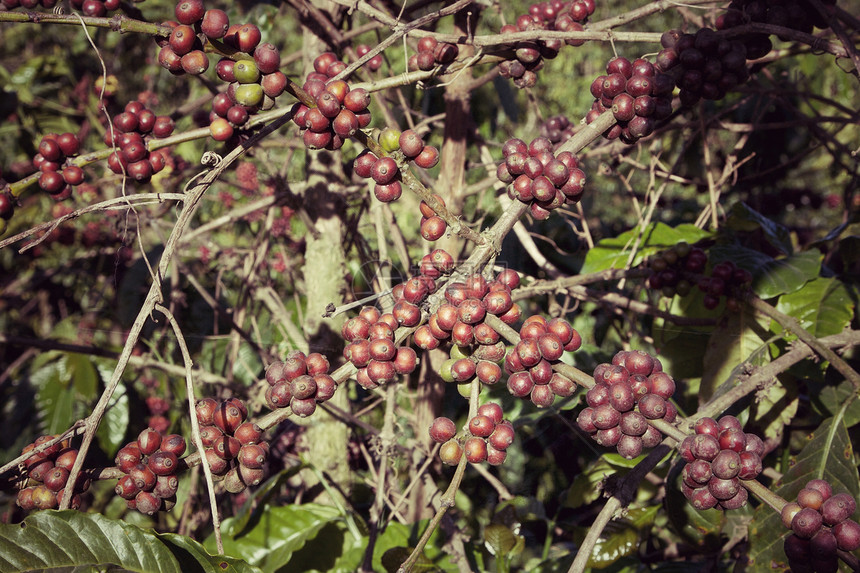 咖啡豆种植园植物豆子植物群图片
