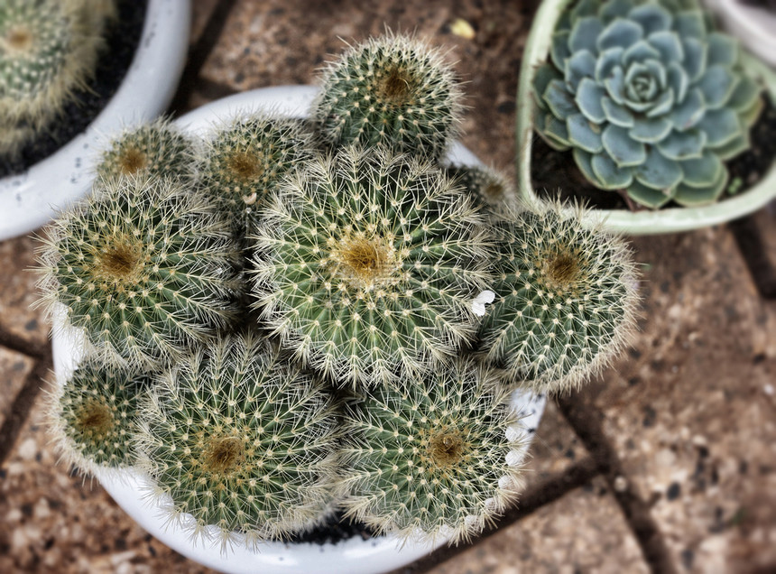 仙地植物植物群图片