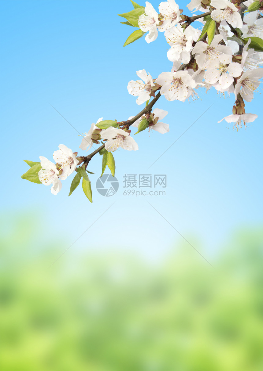 樱花花树叶植物活力植物群天空季节绿色白色樱花叶子图片