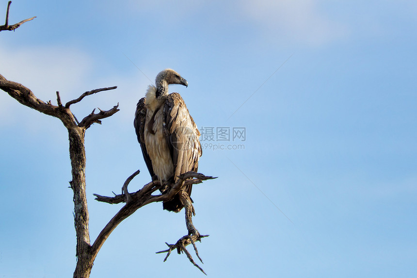 白背的秃鹫游戏荒野翅膀捕食者清道夫羽毛死亡野生动物公园账单图片