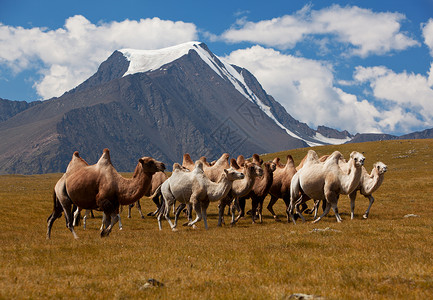 牧骆驼对山 阿尔泰山 蒙古高清图片