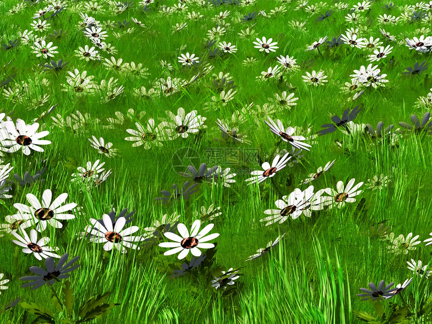 青草和鲜花场地植物群乡村环境植物天空插图生活花园绿色图片