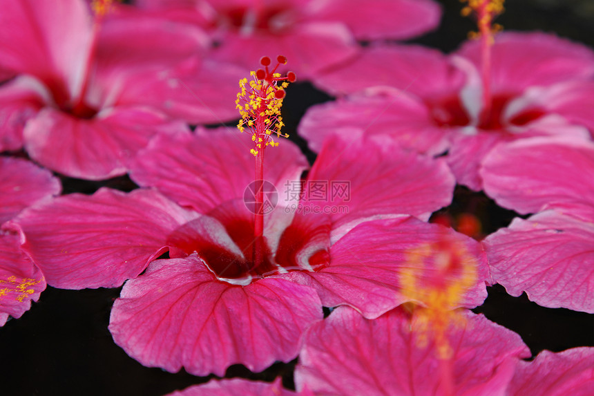 5个花瓣粉红色的印度水流图片