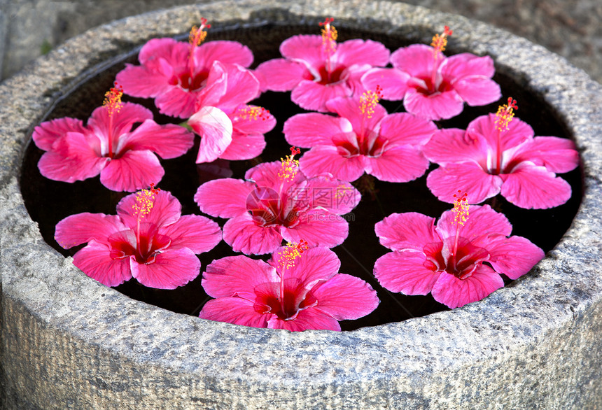 亮粉色花朵漂浮在一个特写上图片