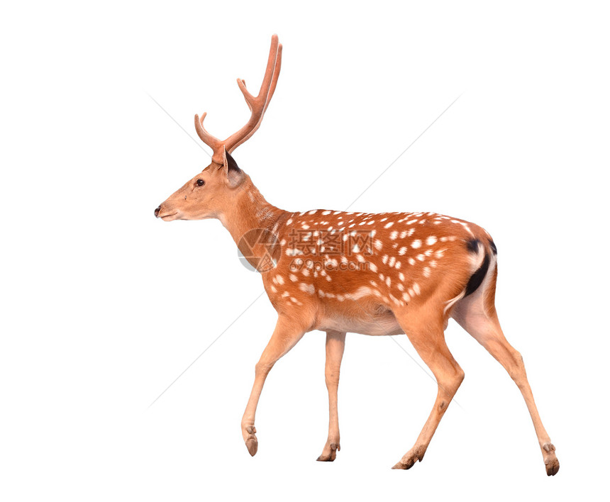 与世隔绝的sika鹿野生动物身体哺乳动物耳朵动物园白色鹿角棕色眼睛荒野图片