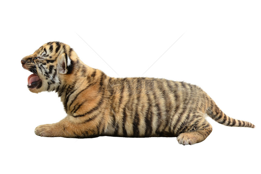 孤立的幼老虎猫科黑色白色条纹生物婴儿幼兽动物濒危哺乳动物图片