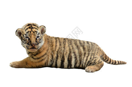 白色老虎孤立的幼老虎毛皮豹属野生动物食肉动物哺乳动物幼兽黑色濒危白色背景
