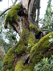 西班牙苔藓非常古老的橄榄树细节树林乡村农村培育苔藓食物收成分支机构农作物植物背景