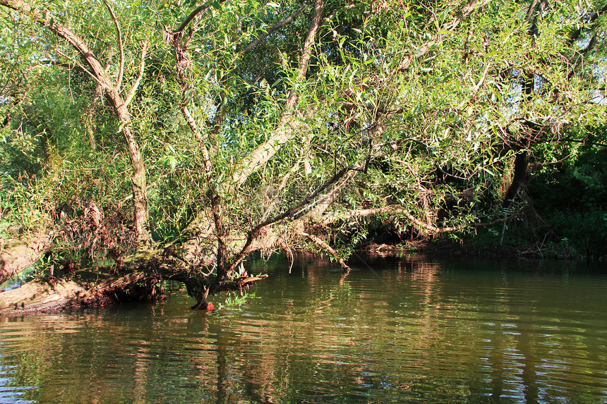 森林河现场石头林地叶子环境自然反射溪流苔藓荒野沼泽图片