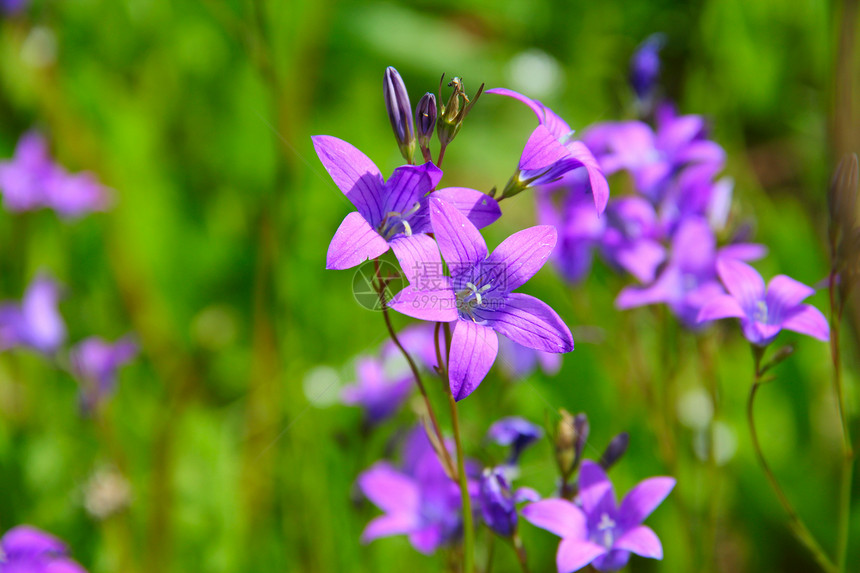门花花花瓣季节宏观蓝色场地植物群叶子植物紫色花园图片