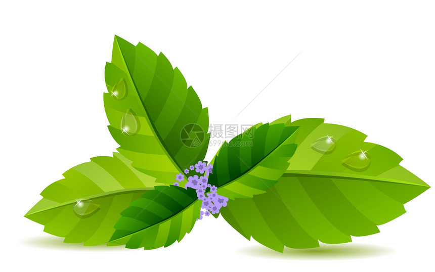 绿薄叶叶电脑草本植物插图叶子植物厨房绿色香料艺术宏观图片