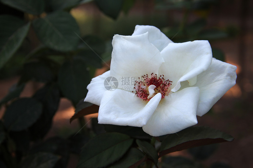 花园里的野白玫瑰图片