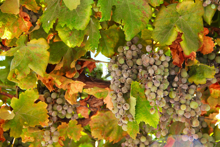 葡萄上的绿葡萄太阳收获场地藤蔓花园植物环境酒厂食物叶子图片