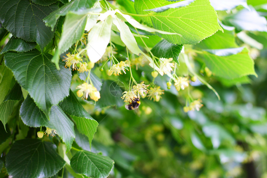 在林顿树上传鲜花的蜜蜂图片
