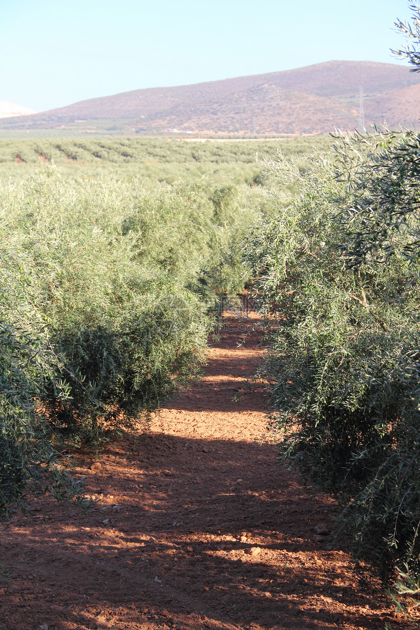 橄榄树文化农业种植园食物蔬菜木头栽培水果植物国家图片