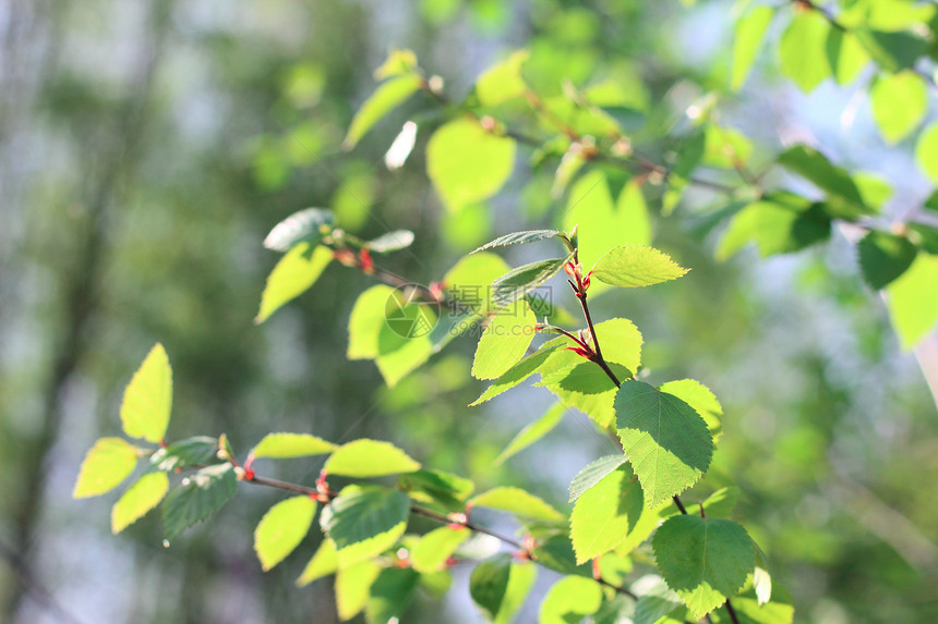 Birch 春春叶蓝色木头阳光叶子宏观植物群枝条天空生长太阳图片