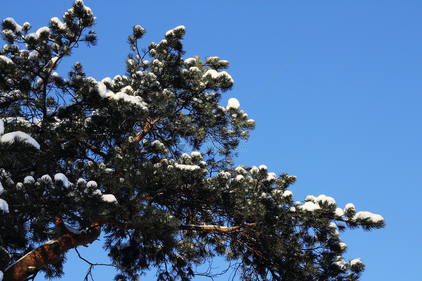雪中的松木季节天气天空树木蓝色云杉冻结环境植物群森林图片