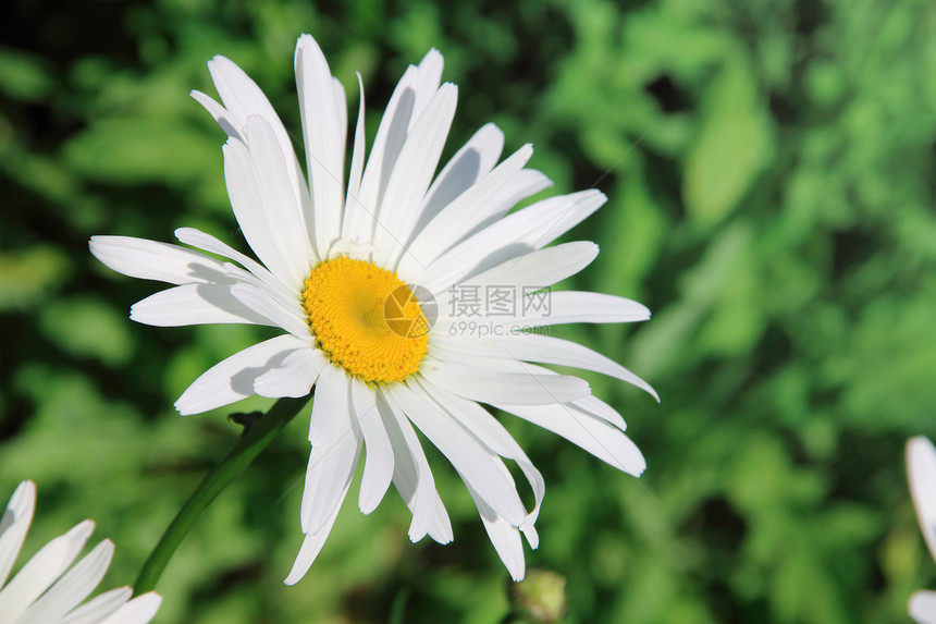 Camomilile 咖啡花瓣生长花园宏观草本植物叶子药品植物群植被植物图片