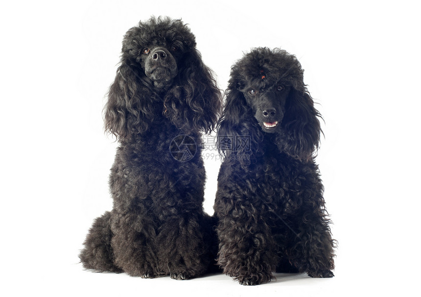 狗类宠物夫妻哺乳动物女性男性工作室犬类黑色图片