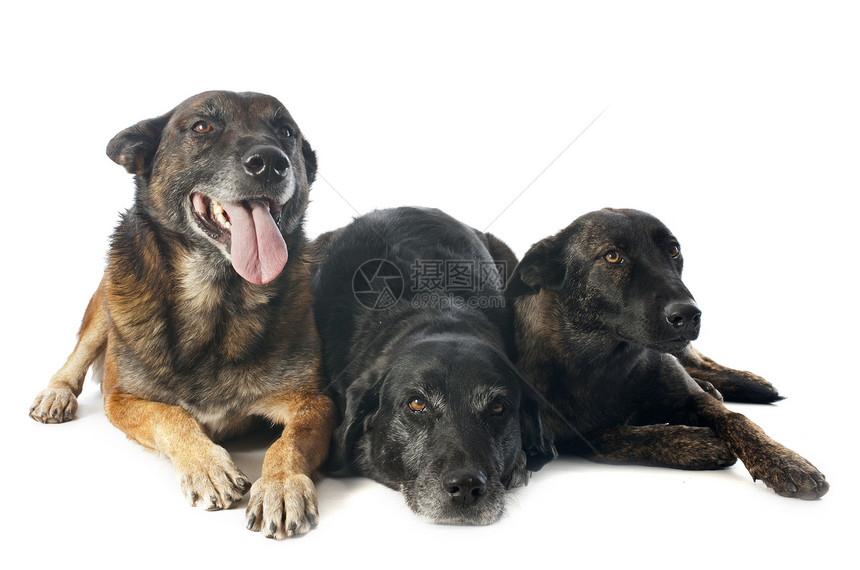 三只狗小狗犬类工作室羊犬警犬斑点动物棕色警觉牧羊犬图片