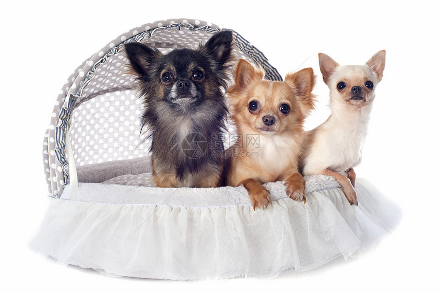 小狗吉娃娃伴侣团体白色宠物软垫工作室棕色动物犬类图片