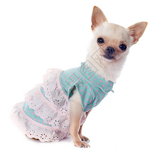 裙子小微小的微型狗高清图片